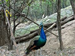 -大连森林动物园