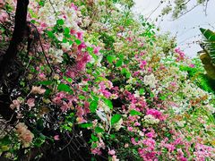 -深圳国际园林花卉博览园