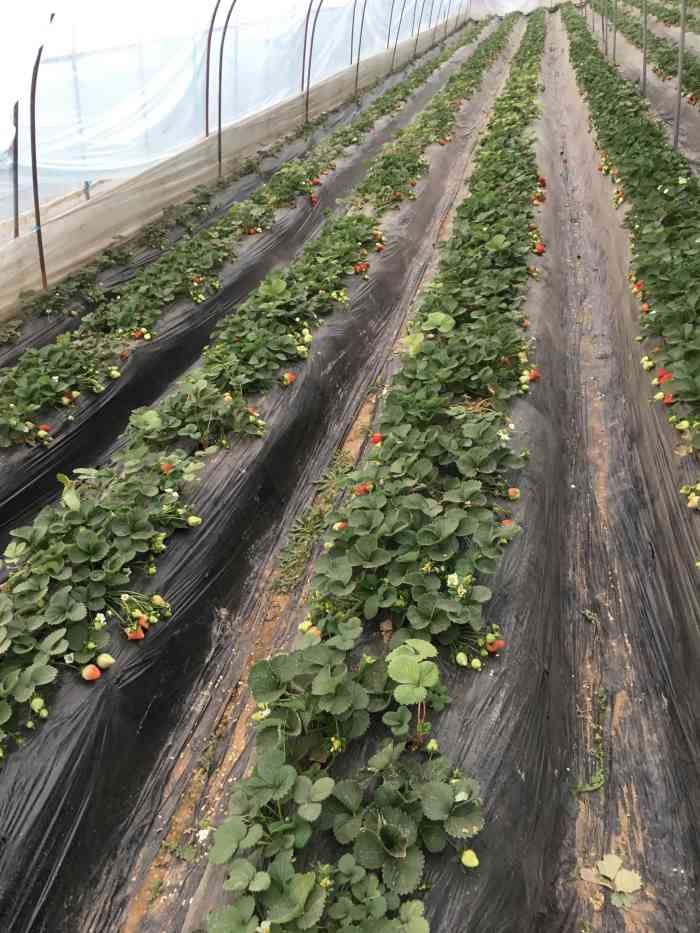 丰乐园农庄-"我们去的比较早,然后去冲着骑马去的,去的.