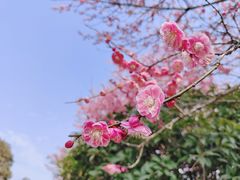-杭州植物园