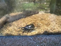 -上海大自然野生昆虫馆(东方明珠·爬宠昆虫探索中心)