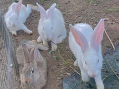 -紫海香堤香草艺术庄园