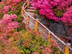 -木兰云雾山