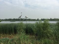 -蒲河岛湿地公园