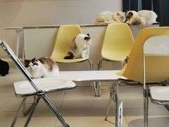 -怪兽屋·羊驼·猫咖·狗咖(俊华广场店)