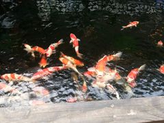 -华庭苑农家乐(旺山店)