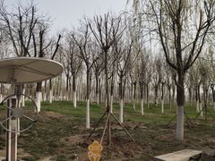 -天津东丽湖风景区