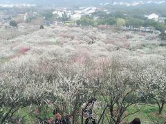 -香雪海
