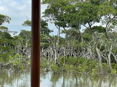 -东寨港红树林旅游区