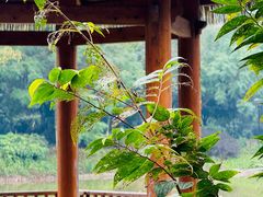 -张坝桂圆林公园