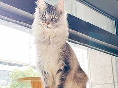 -十年猫舍·猫咪专门店(普陀店)