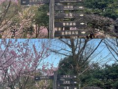 -南山植物园