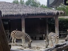-上海野生动物园