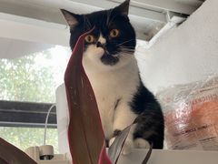 -琪喵猫屋·撸猫猫咖·猫舍