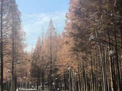 -日照海滨国家森林公园