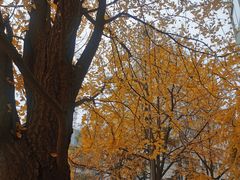 -四川大学(华西校区)