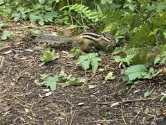 -五营红松林海景区