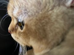 -萌兽医馆·宠物医院·猫骨科(创景店)