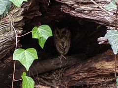 -云南野生动物园