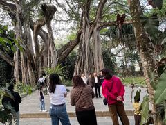 -瑞丽独树成林风景区