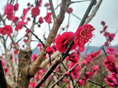 -新建村梅花