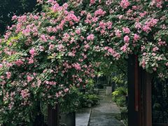 -谷咖啡·鲜花绿植花园餐厅