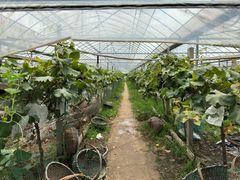 -马陆小张葡萄园农家乐