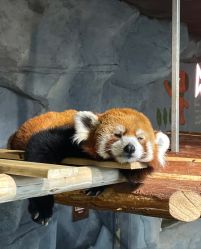 -Zoolung Zoolung动物主题公园(海信广场店)