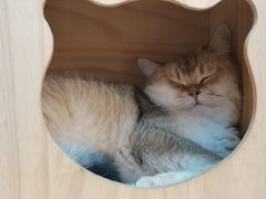 -柴迷FANS CLUB·柴犬狗咖·猫咖