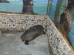 -上海大自然野生昆虫馆(东方明珠·爬宠昆虫探索中心)