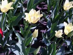 -长春公园(普阳街道)