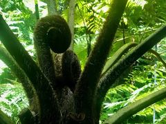 -墨尔本皇家植物园