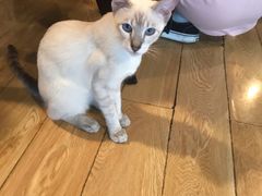 -Cappucimeow猫咪咖啡馆(韦伯时代店)