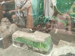 -上海大自然野生昆虫馆(东方明珠·爬宠昆虫探索中心)