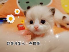 -70cat德文卷毛猫·缅因猫纯种猫舍