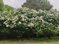 -上海滨江森林公园