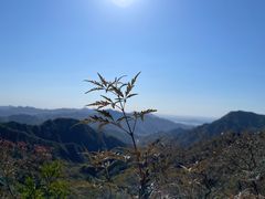 -大岭沟猕猴桃谷风景区