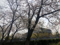 -嘉定紫藤园