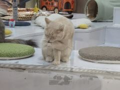 -COLOR PETS 撸猫馆·购猫·猫咖(长风大悦城店)