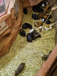 -Zoolung Zoolung动物主题公园(海信广场店)