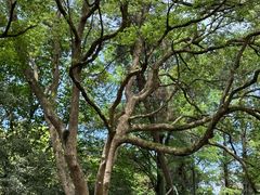 -杭州植物园