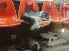 -猫咪博物馆(顶澳仔猫街店)