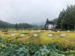 -紫鹊界梯田景区
