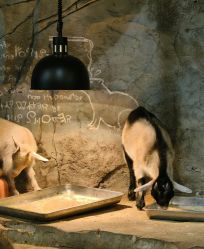 -Zoolung Zoolung动物主题公园(海信广场店)