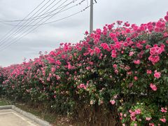 -悦见花开·花园里的火锅·露营·下午茶