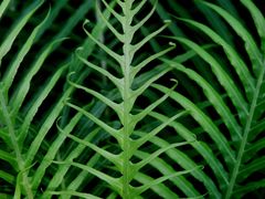 -国家植物园南园