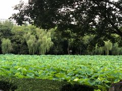 -高子水居