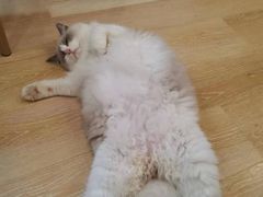 -猫咪派对(江南西店)