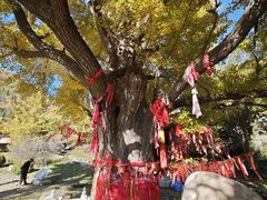 -遵化市禅林寺古银杏风景园
