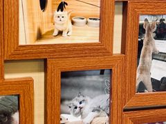 -猫十亿·布偶金渐层·曼基康矮脚猫舍(青年路店)